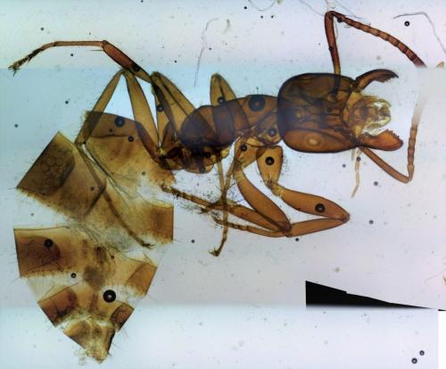 Formica sp.